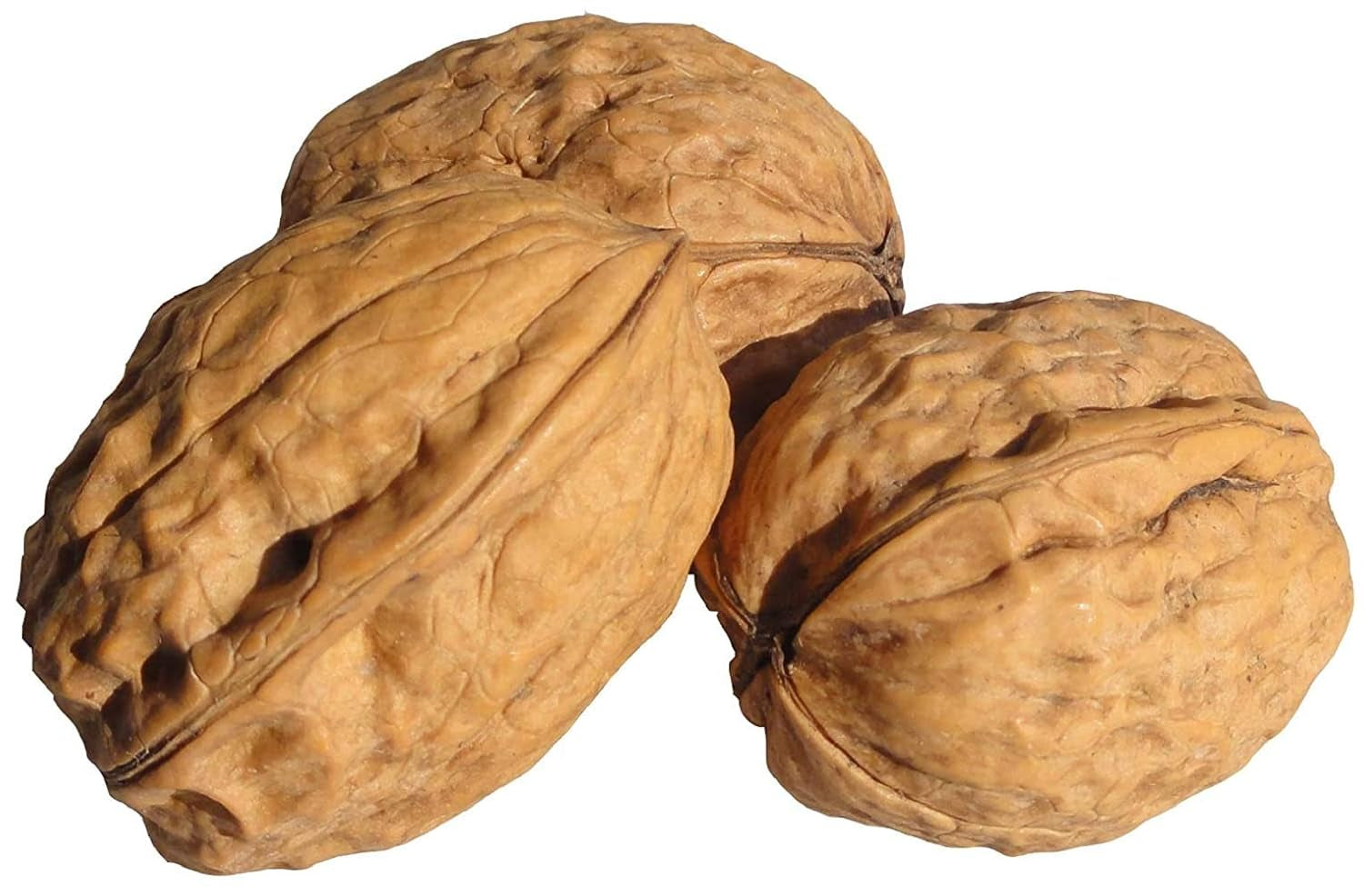 In Shell Walnuts (2 Lbs.) - Large Natural California Walnuts - Great Source of Omega 3 - Fresh New Crop - Bursting with Flavor - Farm Fresh Nuts Brand - Big Mart USA