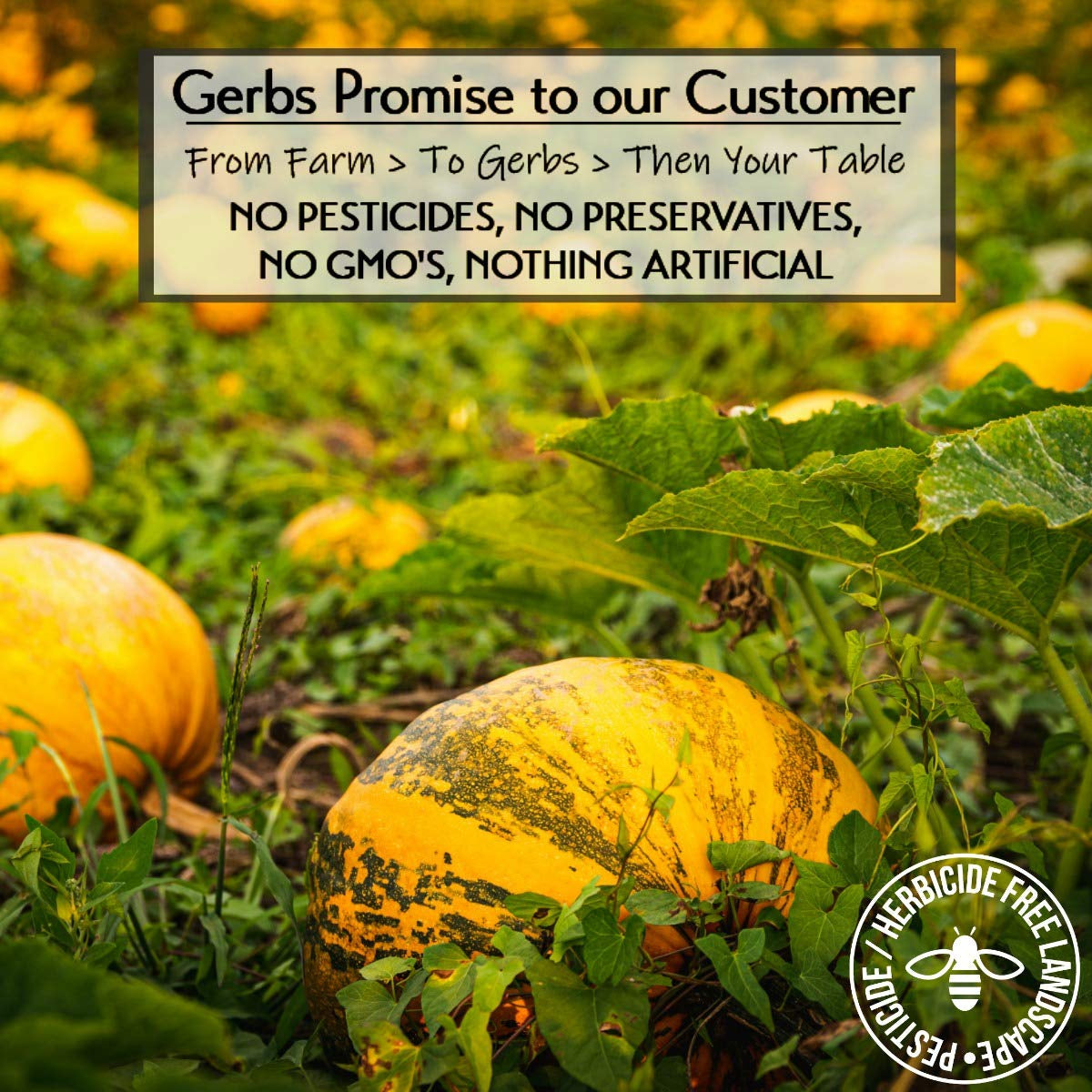 Gerbs Lightly Sea Salted Pumpkin Seed Kernels 1 Lb. | Small Batch Roasted, No Additives, Resealable Bag | Crunchy & Savory | Top 14 Allergen-Free